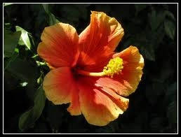 Betaglucan Sirop Cu Hibiscus