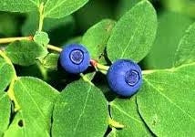 DIOSMIN + HESPERIDINA 500 mg