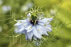 ULEI DIN SEMINŢE DE CHIMEN NEGRU