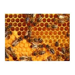 SPRAY CU PROPOLIS 50 ML