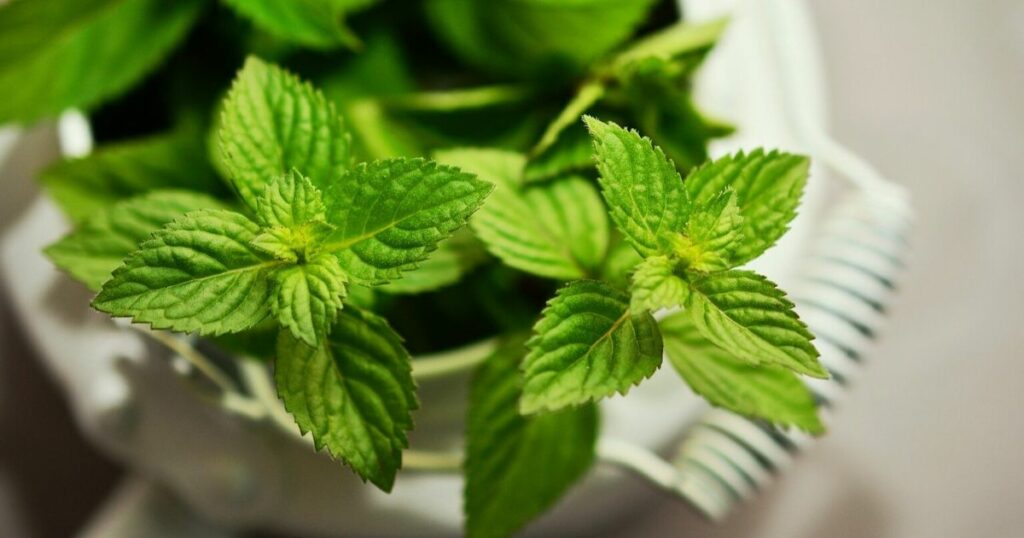 ULEI DE MENTĂ PIPERITĂ 10 ML