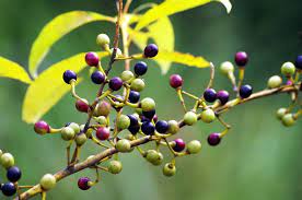 ULEI DE PIPER CUBEBA 10 ml