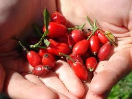 JUTAVIT VITAMINA C 500 MG +D3+ZINC+| EXTRACT DE MACESE RETARD 100 TAB