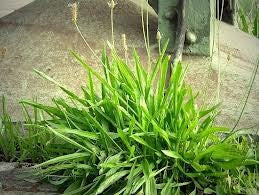 Sirop de Patlagina Ingusta 150 ml