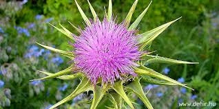 CAPSULE PT SANATATEA FICATULUI |(ARMURARIU) 60BUC/CUT