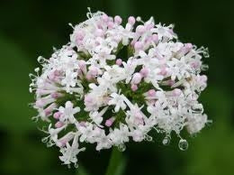 ARMONIA VALERIANA 45 CP