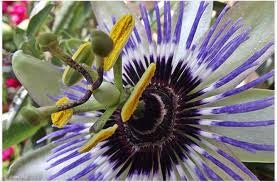 ARMONIA VALERIANA 45 CP