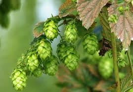 ARMONIA VALERIANA 45 CP