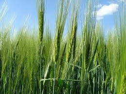 CAPSULE DIN GRAU VERDE 70BUC/CUT