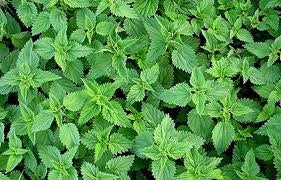 CAPSULE DIN GRAU VERDE 70BUC/CUT