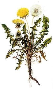 Diab Control+ CROM ORGANIC