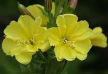 JUTAVIT Beauty Caps Par+ Piele+ Unghii 60 CAPSULE