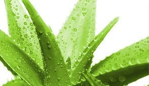 SPRAY ALOE VERA 50 ML