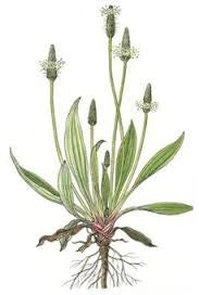 Betaglucan Sirop cu Patlagina