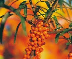 Capsule de Ulei de Cătină Albă.