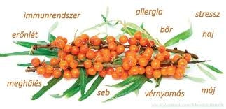 Capsule de Ulei de Cătină Albă.