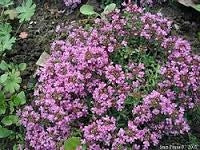 Unguent de Cimbru (thymus) 250 ML