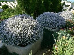 Unguent de Cimbru (thymus) 250 ML