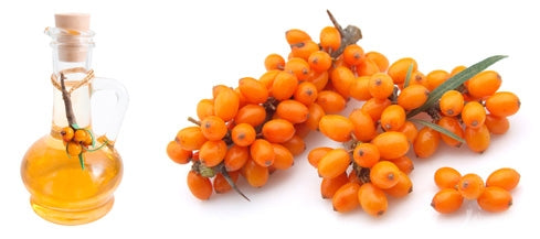 ULEI DIN SEMINŢE DE CĂTINĂ