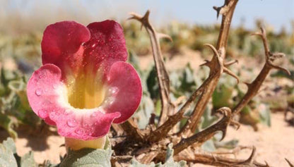 DR HERZ GEL GHEARA DIAVOLULUI 125 ML