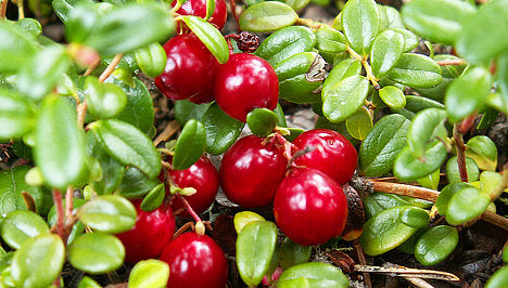 JutaVit Extract De Merișor și splinuță 100 capsule