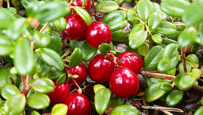 JutaVit Extract De Merișor și splinuță 100 capsule