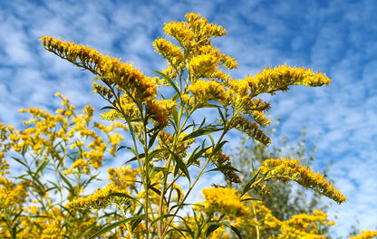 Merisor Capsule Jelatinose 400 mg