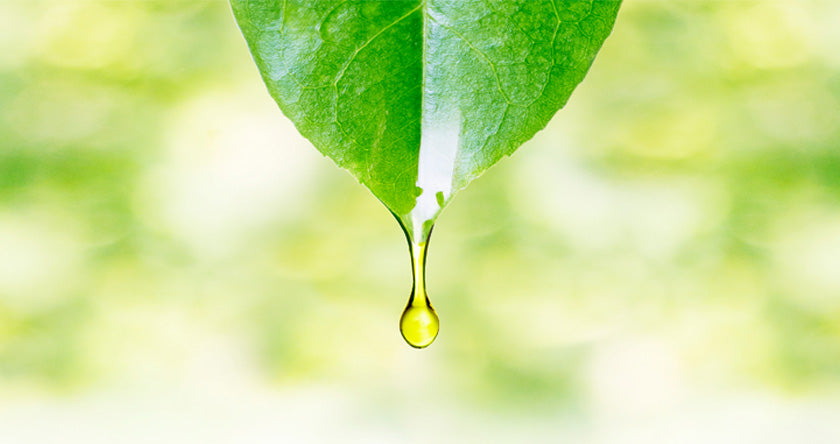 ULEI DE EUCALIPT 10 ML