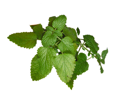 Ulei de roiniță 10 ML